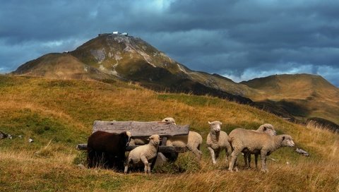 Обои холмы, пастбище, овцы, ягнята, hills, pasture, sheep, lambs разрешение 1920x1177 Загрузить