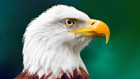 Обои клюв, белоголовый орлан, beak, bald eagle разрешение 3840x2181 Загрузить