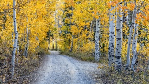 Обои лес, осень, forest, autumn разрешение 2048x1300 Загрузить