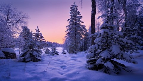 Обои лес, зима, сугробы, forest, winter, the snow разрешение 2000x1125 Загрузить