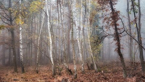 Обои лес, forest разрешение 2048x1365 Загрузить