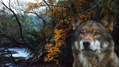 Обои морда, лес, портрет, рендеринг, волк, face, forest, portrait, rendering, wolf разрешение 2560x1825 Загрузить