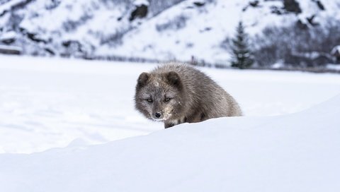 Обои морда, снег, зима, взгляд, песец, выглядывает, face, snow, winter, look, fox, peeps разрешение 5627x3751 Загрузить