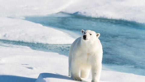 Обои свет, белый медведь, снег, берег, зима, взгляд, медведь, лёд, тени, light, polar bear, snow, shore, winter, look, bear, ice, shadows разрешение 2000x1335 Загрузить