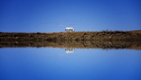 Обои небо, лошадь, берег, отражение, водоем, конь, синева, the sky, horse, shore, reflection, pond, blue разрешение 6000x3766 Загрузить