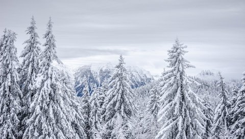 Обои небо, иней, облака, ели, деревья, скалы, снег, лес, зима, туман, the sky, frost, clouds, ate, trees, rocks, snow, forest, winter, fog разрешение 6000x4000 Загрузить