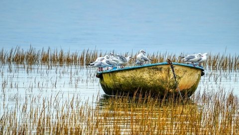 Обои озеро, водоем, лодка, птицы, чайки, стая, lake, pond, boat, birds, seagulls, pack разрешение 2880x1620 Загрузить