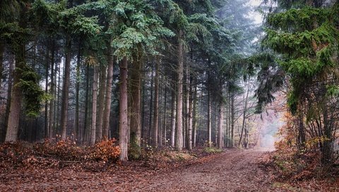 Обои природа, лес, nature, forest разрешение 2048x1365 Загрузить