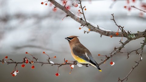 Обои снег, зима, фон, ветки, птица, ягоды, свиристель, snow, winter, background, branches, bird, berries, the waxwing разрешение 3840x2160 Загрузить