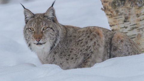 Обои снег, зима, рысь, взгляд, дикая кошка, snow, winter, lynx, look, wild cat разрешение 1920x1280 Загрузить