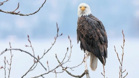 Обои снег, зима, ветки, птица, голубой фон, белоголовый орлан, хищная, snow, winter, branches, bird, blue background, bald eagle, predatory разрешение 3840x2686 Загрузить