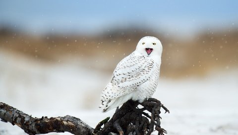 Обои сова, полярная сова, снег, зима, птица, клюв, коряга, белая, боке, owl, snowy owl, snow, winter, bird, beak, snag, white, bokeh разрешение 2560x1704 Загрузить