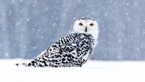 Обои сова, снег, зима, взгляд, птица, боке, снегопад, полярная сова, owl, snow, winter, look, bird, bokeh, snowfall, snowy owl разрешение 5472x3648 Загрузить