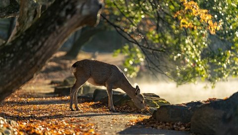 Обои свет, дерево, олень, парк, косуля, пасётся, light, tree, deer, park, roe, grazing разрешение 4500x3000 Загрузить