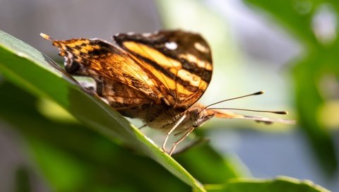 Обои свет, макро, насекомое, листок, бабочка, крылья, light, macro, insect, leaf, butterfly, wings разрешение 3840x2160 Загрузить