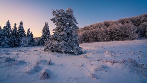 Обои вечер, снег, лес, зима, ели, сугробы, the evening, snow, forest, winter, ate, the snow разрешение 7952x5304 Загрузить