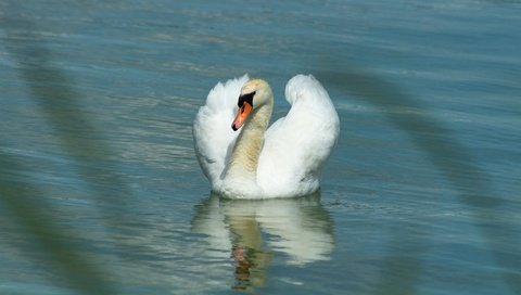 Обои вода, белый лебедь, отражение, белый, водоем, птица, плавание, лебедь, боке, water, white swan, reflection, white, pond, bird, swimming, swan, bokeh разрешение 3840x2160 Загрузить