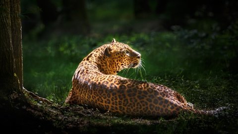 Обои зелень, леопард, дикая кошка, greens, leopard, wild cat разрешение 2048x1152 Загрузить