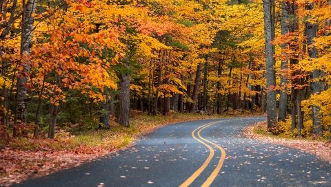 Обои дорога, лес, листья, пейзаж, осень, road, forest, leaves, landscape, autumn разрешение 3840x2716 Загрузить