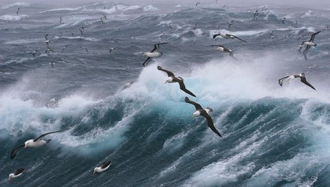 Обои волны, море, полет, птицы, чайки, шторм, wave, sea, flight, birds, seagulls, storm разрешение 2880x1920 Загрузить