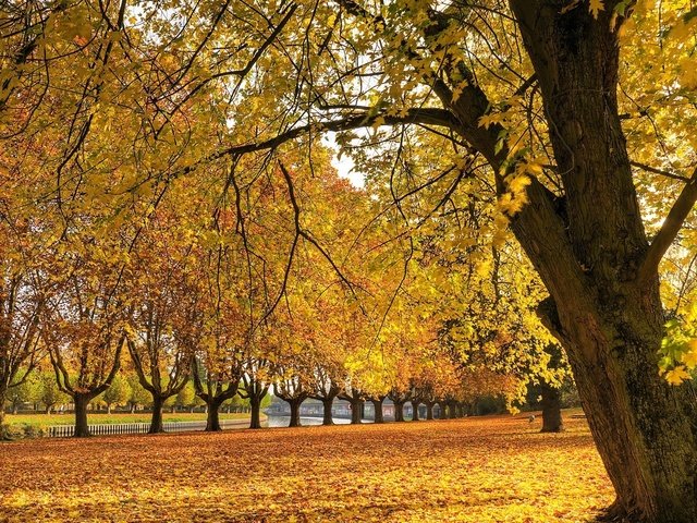 Обои трава, река, дерево, листья, осень, grass, river, tree, leaves, autumn разрешение 1920x1200 Загрузить