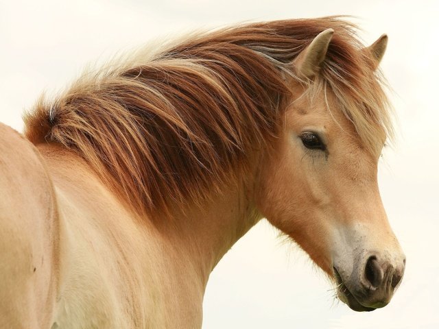 Обои лошадь, глаз, конь, грива, horse, eyes, mane разрешение 1920x1440 Загрузить