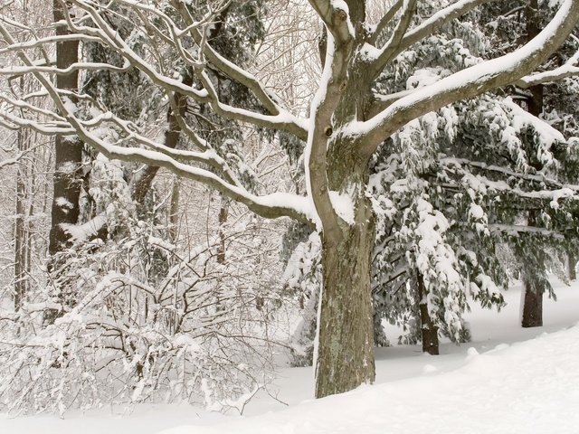 Обои деревья, снег, лес, зима, белосныжные, trees, snow, forest, winter, belosnejnaya разрешение 2560x1600 Загрузить