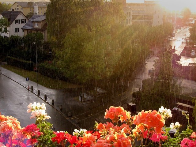 Обои цветы, улица, дождь, окно, flowers, street, rain, window разрешение 2560x1600 Загрузить