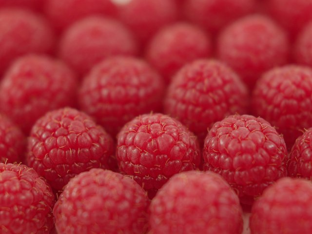 Обои малина, ягода, ряды, raspberry, berry, the ranks разрешение 3008x2000 Загрузить
