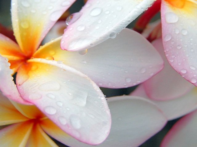 Обои макро, капли, лепестки, белый, плюмерия, франжипани, macro, drops, petals, white, plumeria, frangipani разрешение 1920x1200 Загрузить