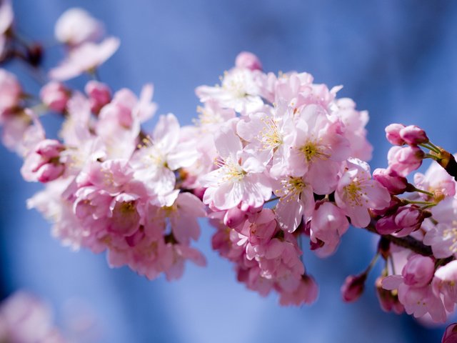 Обои небо, цветы, цветение, лепестки, весна, розовый, вишня, сакура, the sky, flowers, flowering, petals, spring, pink, cherry, sakura разрешение 3648x2736 Загрузить