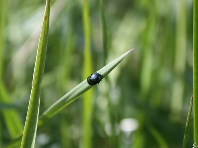 Обои трава, зелень, жук, макро, насекомое, grass, greens, beetle, macro, insect разрешение 2866x1911 Загрузить