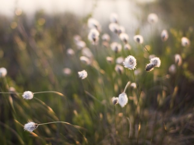 Обои трава, растения, фокус камеры, grass, plants, the focus of the camera разрешение 1920x1200 Загрузить