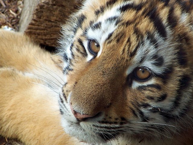 Обои тигр, морда, взгляд, маленький, тигренок, детеныш, tiger, face, look, small, cub разрешение 1920x1200 Загрузить