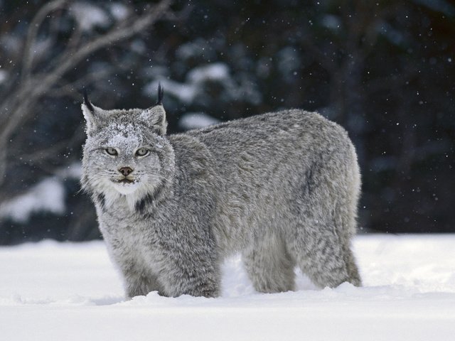 Обои снег, зима, рысь, snow, winter, lynx разрешение 1920x1080 Загрузить