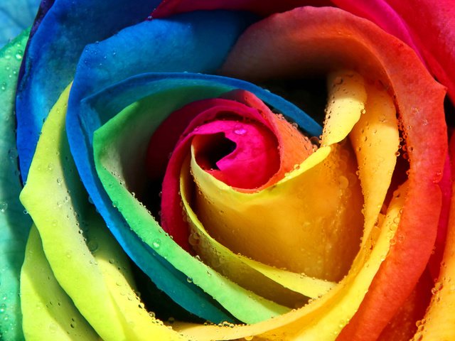 Обои роса, роза, лепестки, разноцветная, радужная, бутон, rosa, rose, petals, colorful, rainbow, bud разрешение 5200x3250 Загрузить