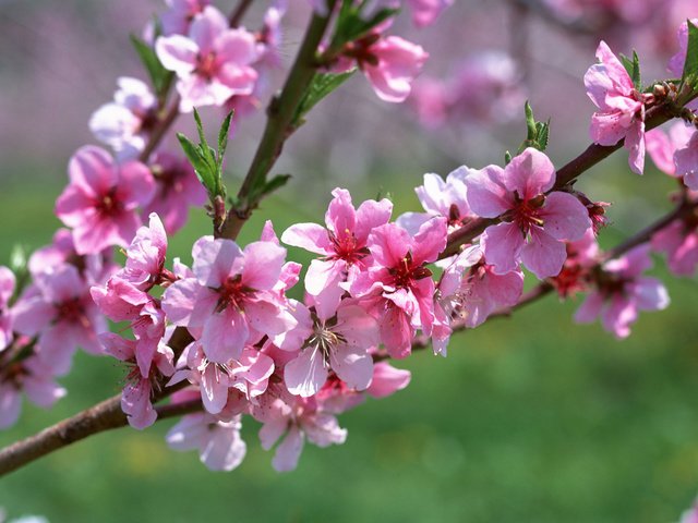 Обои цветы, ветка, макро, весна, розовый, абрикос, flowers, branch, macro, spring, pink, apricot разрешение 1920x1200 Загрузить