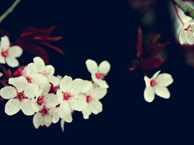 Обои цветы, ветка, вишня, сакура, белые, flowers, branch, cherry, sakura, white разрешение 1920x1200 Загрузить