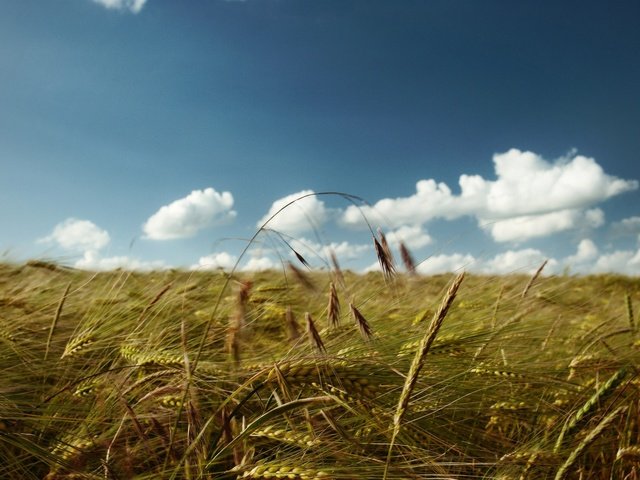 Обои небо, облака, поле, колосья, пшеница, the sky, clouds, field, ears, wheat разрешение 2560x1600 Загрузить