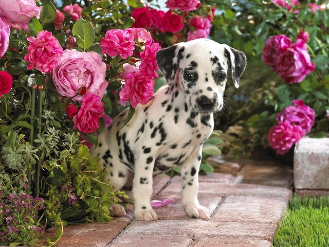 Обои цветы, щенок, далматин, flowers, puppy, dalmatian разрешение 1920x1200 Загрузить