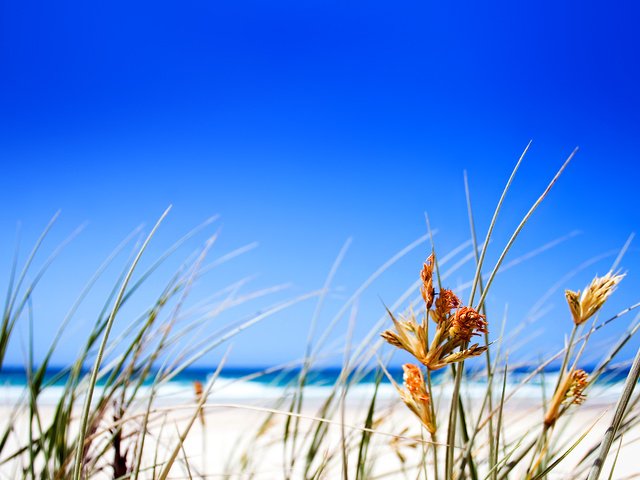 Обои трава, пляж, горизонт, grass, beach, horizon разрешение 1920x1200 Загрузить