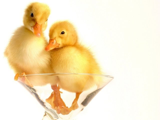 Обои бокал, пух, утята, glass, fluff, ducklings разрешение 1920x1200 Загрузить