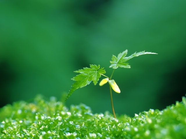 Обои зелёный, листочки, растение, росток, green, leaves, plant, rostock разрешение 1920x1200 Загрузить