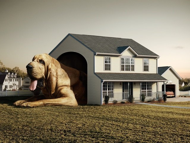 Обои fred perrot, собака, дом, будка, dog, house, booth разрешение 2000x1500 Загрузить