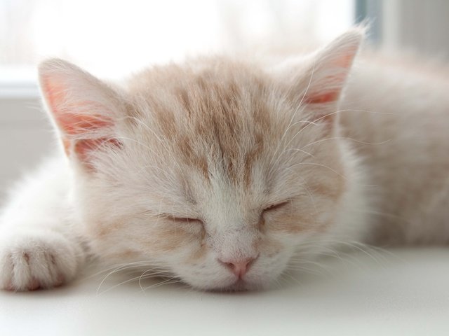 Обои сон, котенок, sleep, kitty разрешение 4752x3168 Загрузить