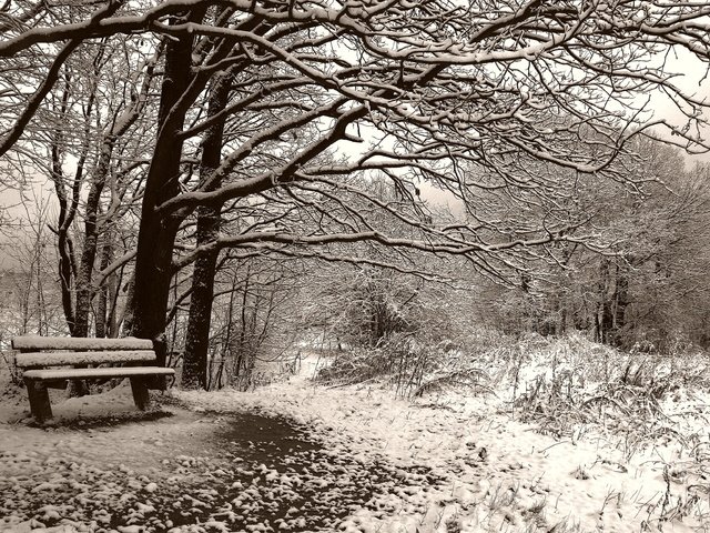 Обои деревья, снег, зима, чёрно-белое, сепия, скамейка, trees, snow, winter, black and white, sepia, bench разрешение 3504x2336 Загрузить