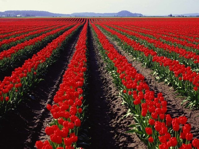 Обои поле, панорама, тюльпаны, field, panorama, tulips разрешение 3750x1200 Загрузить