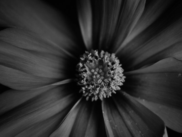 Обои арт, обои, макро, фото, фон, цветок, чёрно-белое, растение, art, wallpaper, macro, photo, background, flower, black and white, plant разрешение 1920x1200 Загрузить