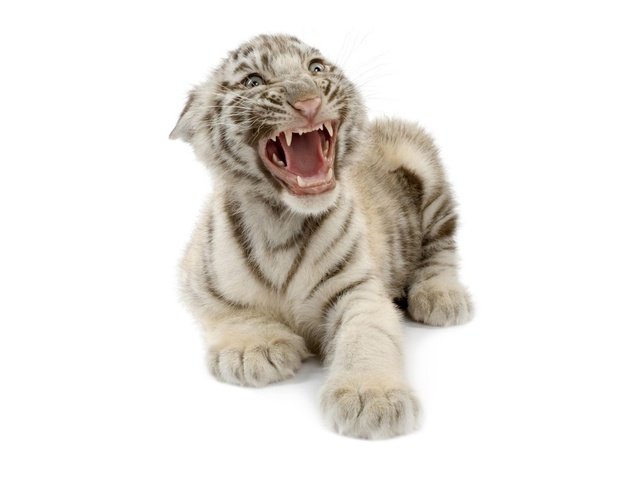 Обои тигр, тигренок, белый бенгальский тигр, tiger, white bengal tiger разрешение 2000x1250 Загрузить