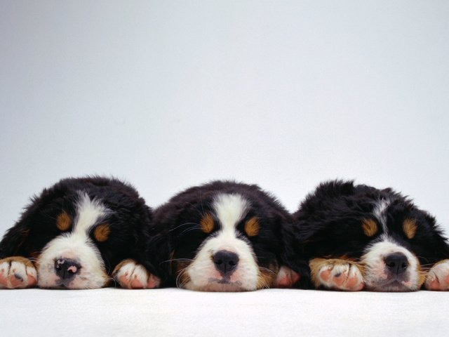 Обои три, веселых, щенка, three, fun, puppy разрешение 1920x1080 Загрузить